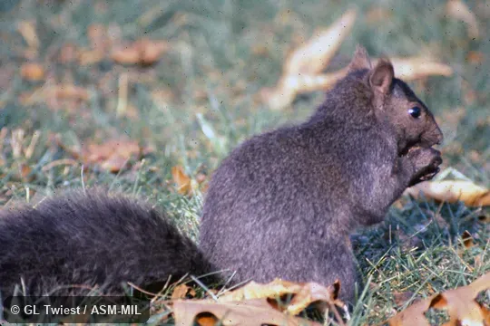 Side view.  Also as Neosciurus carolinensis.