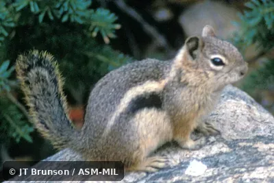 Side view.  Callospermophilus lateralis lateralis.  Formerly Spermophilus lateralis