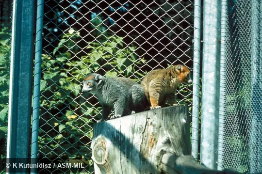 Side view of two lemurs