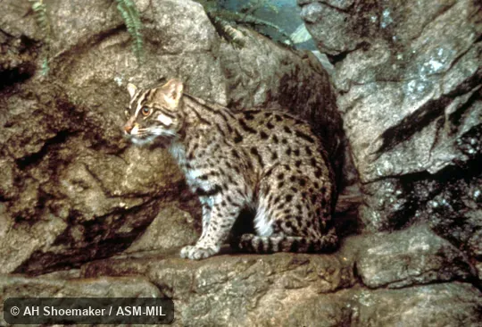 Front view of cat sitting