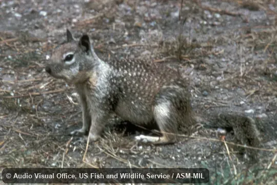 Side view.  Formerly Spermophilus beecheyi.  Also as Beechey's Ground Squirrel|Gray Digger.