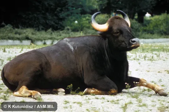 Side view of gaur resting.  Formerly as Bos frontalis.  Also as Indian Bison.