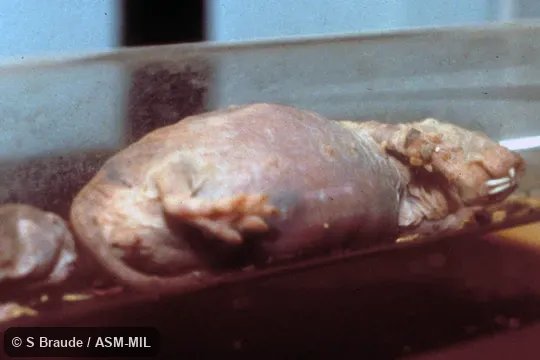 View of pregnant "queen", in lab.  Also as Desert Mole Rat, Sand Puppy.