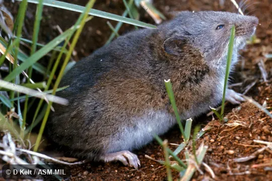 Side view, Paynomys macronys vestitus.  Formerly Chelemys macronyx.  Also as Andean Long-clawed Akodont.