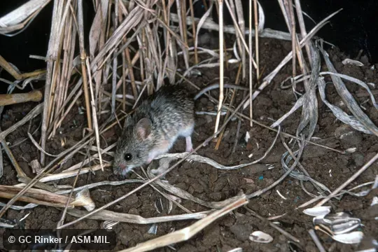 Side view, captive animal