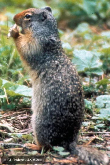 Side view.  Formerly Spermophilus columbianus.