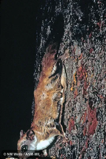 Side view, descending tree