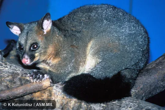 Oblique view.  Also as Common Brushtail|Silver-grey Possum.