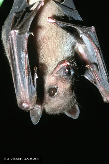 Ventral view, hanging, shows wings and face.  Also as Egyptian Fruit Bat.