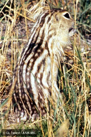 Oblique view.  Formerly Spermophilus tridecemlineatus