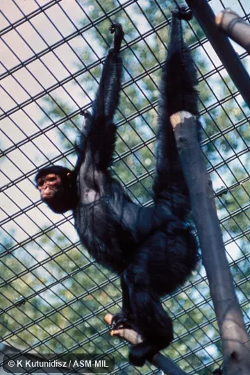 Hanging by forelimbs and tail.  Also as Guianan Spider Monkey.