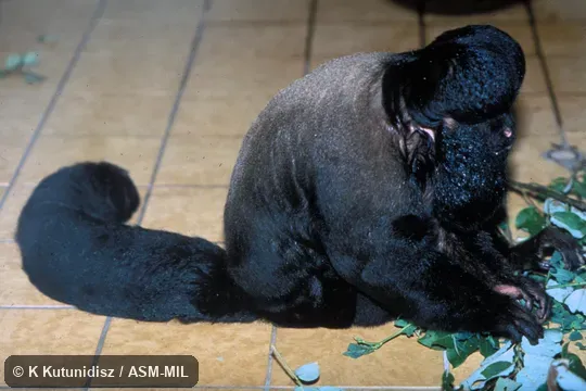 Side view of male sitting.  Also as Bearded Saki|Red-backed Bearded Saki|Tawny-olive Bearded Saki.