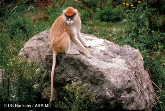 Oblique view of monkey sitting.  Also as Hussar Monkey|Military Monkey|Red Guenon.