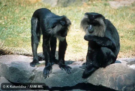 Pair, one sitting, one standing.  Also as Wanderoo.