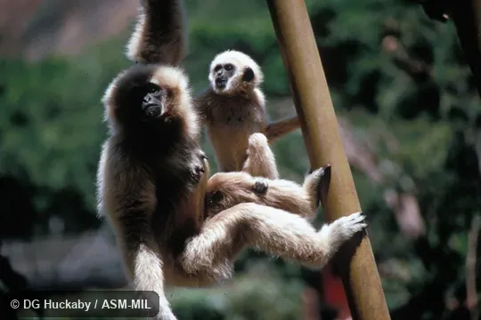 Oblique view of female with young.  Also as Common Gibbon|White-handed Gibbon