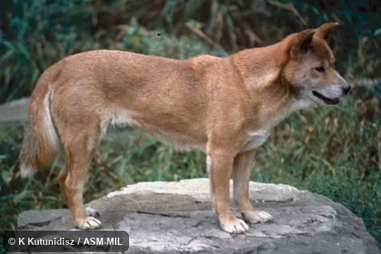Side view of standing male Dingo, Canis familiaris dingo.  Formerly Canis lupus dingo, Wolf.