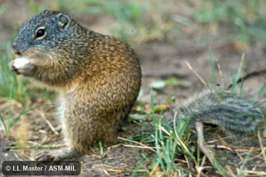 Side view.  Formerly Spermophilus franklinii