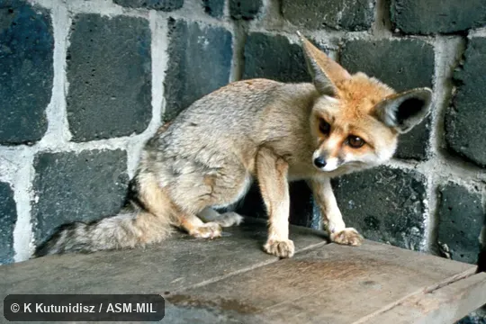 Oblique view of fox sitting.  Also as Sand Fox|Rüppell's Sand Fox.