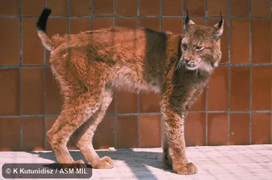 Side view of male standing, showing tail, Lynx lynx kozlovi.