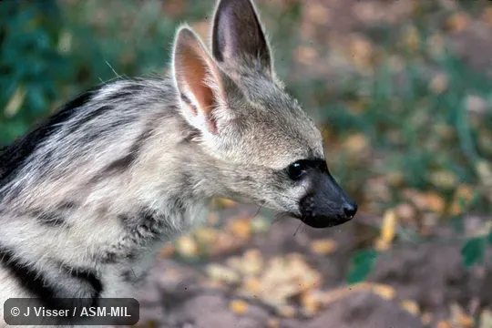 Close-up side view of head.  Formerly Proteles cristata cristata, Aardwolf.