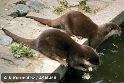 Dorso-lateral view of pair of otters at edge of pool.  Also as Oriental Small-clawed Otter.  Formerly Aonyx cinerea|Aonyx cinereus.