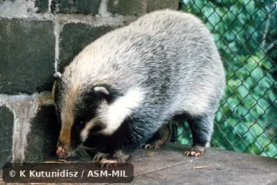 Oblique view.  Identification to species based on external characteristics.