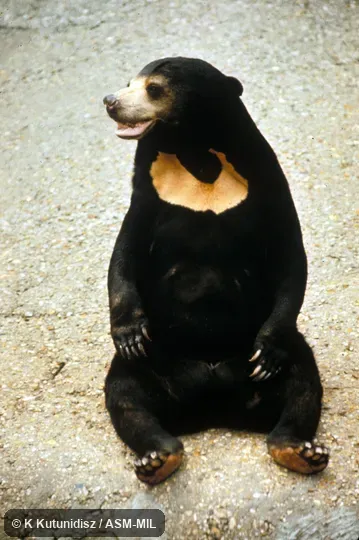 Front view of bear sitting up.  Also as Malayan Sun Bear, Dog Bear, Honey Bear.