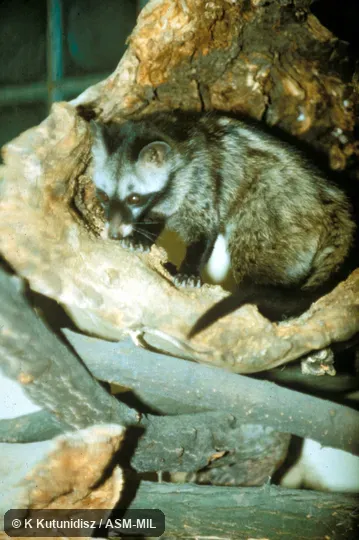 Side view of (Vietnam) male sitting.  Also as Asiatic Palm Civet|Common Palm Civet.