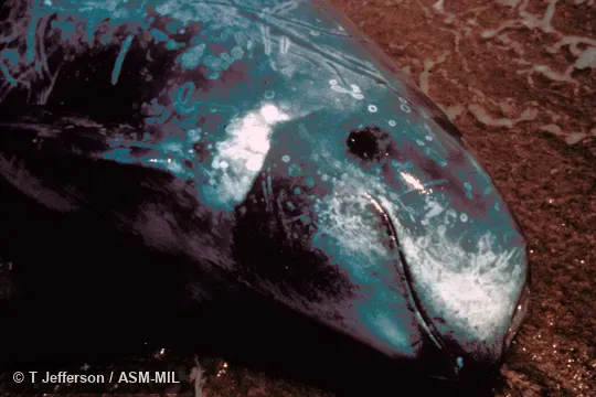 Close-up side view of head.  Formerly in order Cetacea.  Also as Grampus|Gray Dolphin|Gray Grampus|Risso's Grampus|White-headed Grampus.