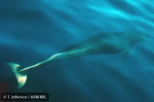 Underwater posterodorsal view.  Formerly in order Cetacea.  Also as White-bellied Right-whale Dolphin.