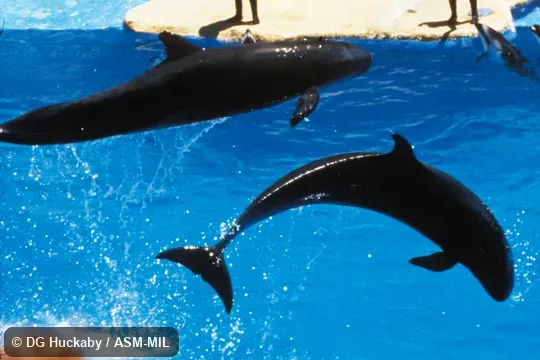 Two whales leaping.  Formerly in order Cetacea.  Also as False Pilot Whale.