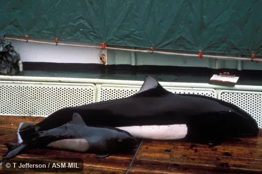 Side view of young and adult out of water.  Formerly in order Cetacea.  Also as Dall Porpoise|True Porpoise|True's Porpoise.