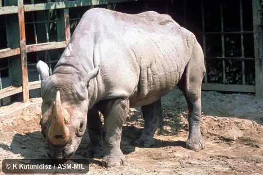 Oblique view (frontal view of face) of female standing.  Also as Hook-lipped Rhinoceros, Prehensile-lipped Rhinoceros.