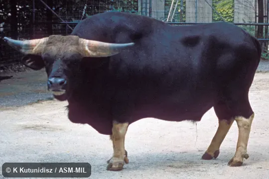 Oblique view of male standing.  Also as Mithan|Domestic Gaur.  Complicated hybrid with Gaur and both Indicine and Taurine Cattle.
