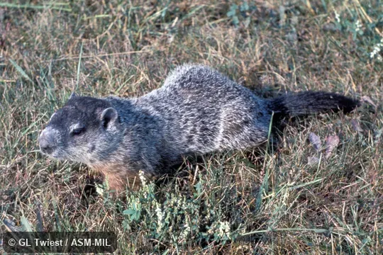 Side view.  Also as Groundhog.