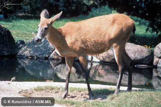 Oblique view of female standing