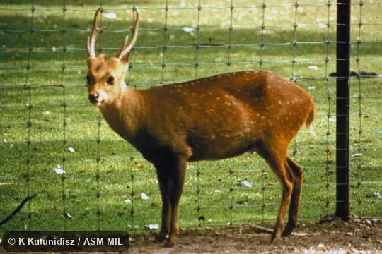 Side view of adult male.  Axis porcinus porcinus, Indian Hog Deer.  Also as Hyelaphus porcinus.