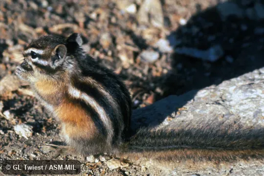 Side view.  Formerly Tamias minimus.