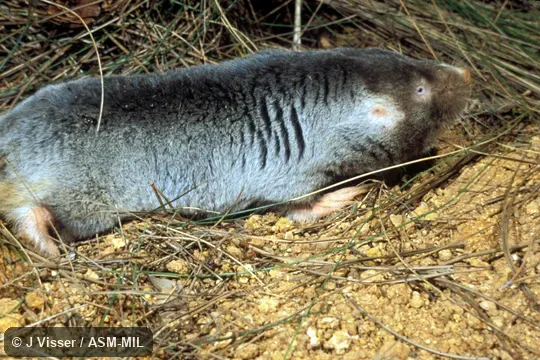 Posterolateral view.  Also as Namaquan Dune Blesmol|Small Dune Mole-rat.