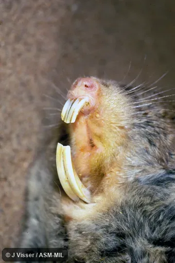 Close-up of head showing open mouth and incisors.  Also as Cape Dune Blesmol|Large Cape Dune Mole-rat.