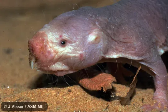 Close-up of head and forelimb.  Also as Desert Mole Rat, Sand Puppy.