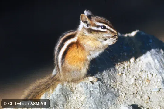 Side view.  Formerly Tamias quadrivittatus.