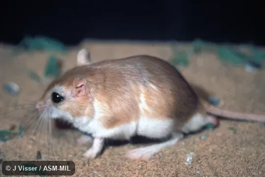 Side view of male. Formerly Gerbillurus setzeri. Also as Namib Brush-tailed Gerbil. Side view of male. Formerly Gerbillurus setzeri. Also as Namib Brush-tailed Gerbil.