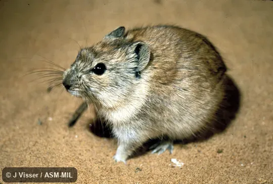 Oblique view.  Formerly Parotomys littledalei.