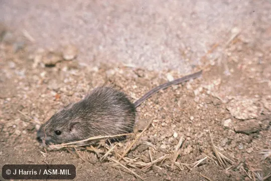 Oblique view from above