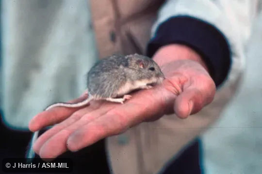 Chaetodipus fallax pallidus.  Side view of hand-held mouse, showing feet, tail and head.  Also as Short-eared Pocket Mouse.