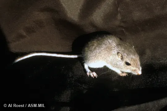 Chaetodipus penicillatus angustirostris.  Oblique view.  Also as Sonoran Desert Pocket Mouse.