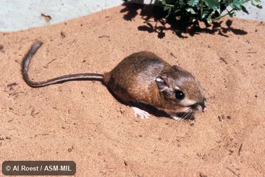 Oblique view from above, Dipodomys heermanni morroensis, Morro Bay Kangaroo Rat. Oblique view from above, Dipodomys heermanni morroensis, Morro Bay Kangaroo Rat.