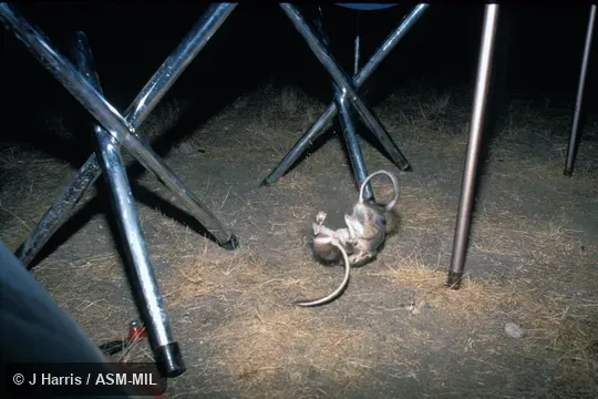 Two kangaroo rats tussling in territorial combat