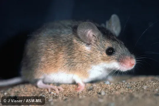 Oblique view.  Also as Pygmy Mouse|South African Pygmy Mouse|Tiny Pygmy Mouse.